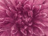 Abyss & Habidecor Badeteppich "Dalhia", Detail
