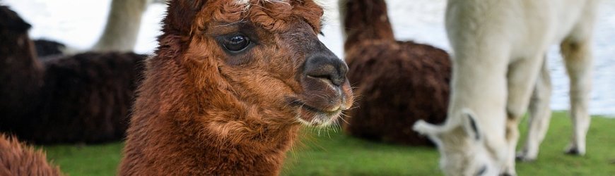 Alpaca