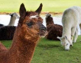 Alpaca