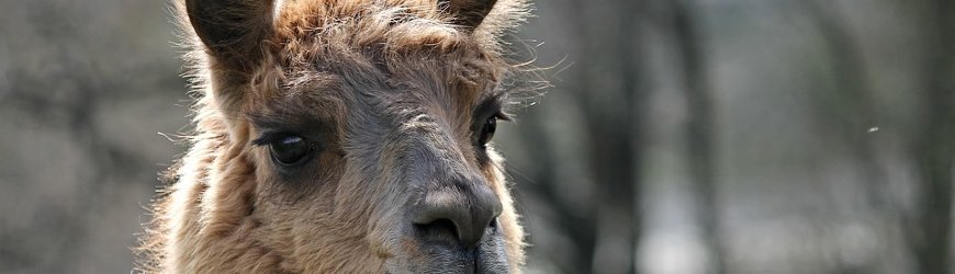 Llama