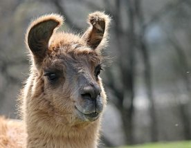 Llama