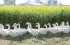 Christian Fischbacher Down pillow "Neuenburg", geese