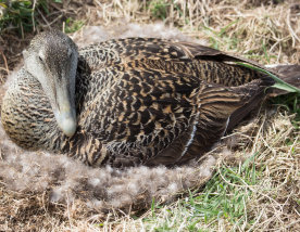 Eider duck