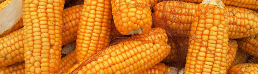 Maize