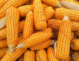 Maize