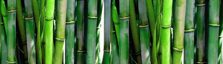 Bamboo