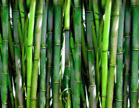 Bamboo