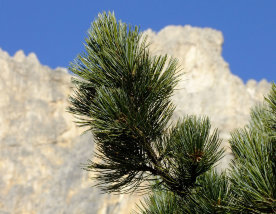 Swiss stone pine