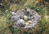 Eiderdown cushion "Fischbacher Duke", eiderdown nest, Christian Fischbacher